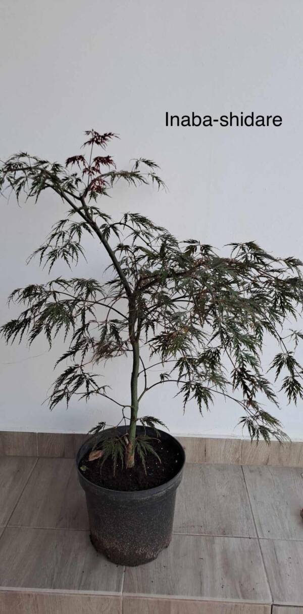 Acer palmatum 'Inaba Shidare' - Image 2