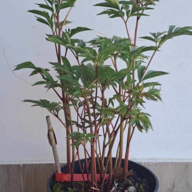 Bazsarózsa - Paeonia lactiflora