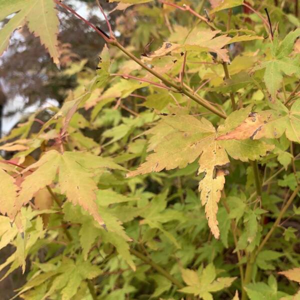 Acer palmatum 'Bi Ho'