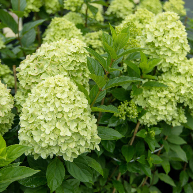 Bugás hortenzia - Hydrangea paniculata ‘Candlelight’