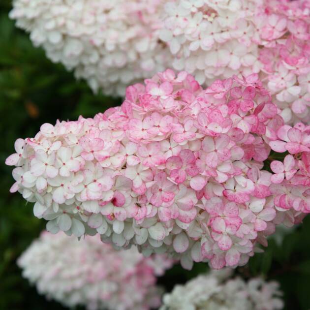 Bugás hortenzia - Hydrangea paniculata ’Vanillia Frase’