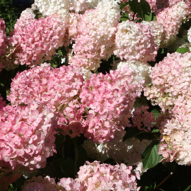 Bugás hortenzia - Hydrangea paniculata ‘Magical Summer’