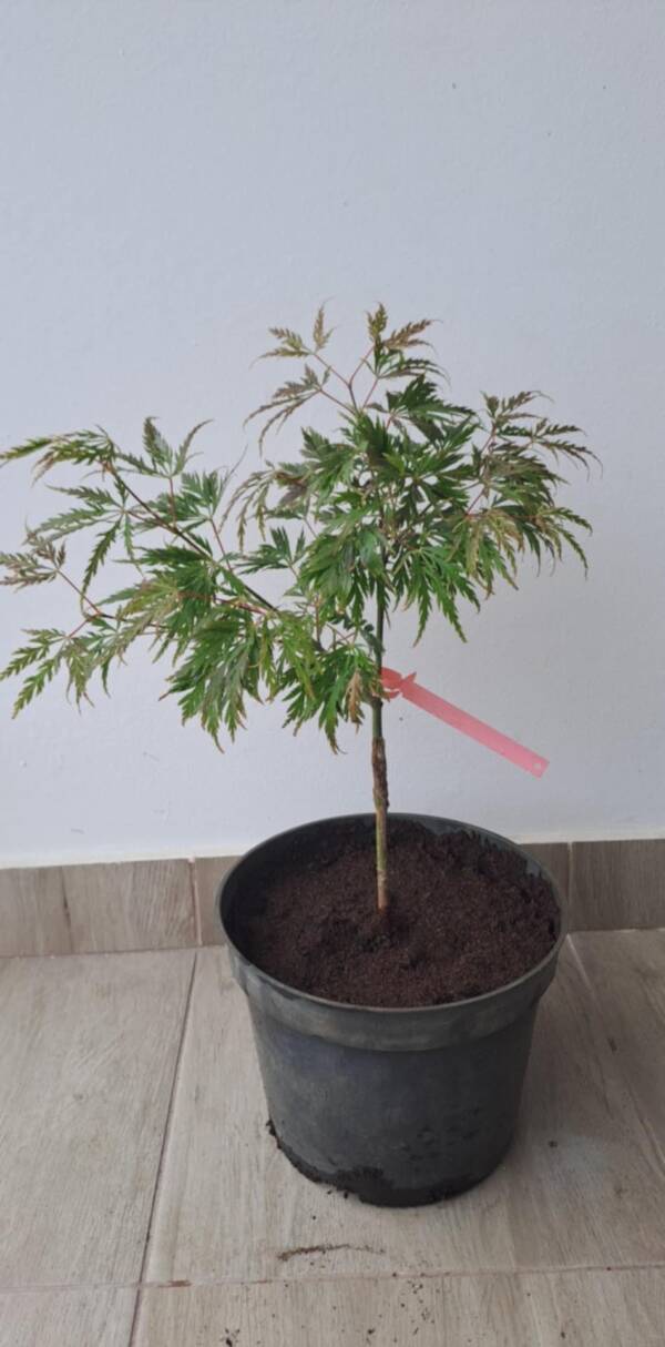 Acer palmatum ‘Birthday Wishes’