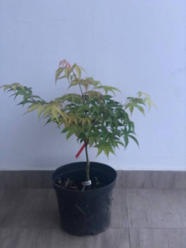 Acer palmatum 'Bonnie Bergman'