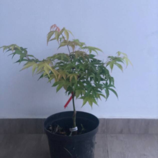 Acer palmatum 'Bonnie Bergman'