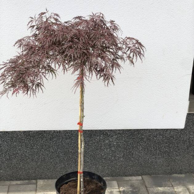 Acer palmatum 'Tamukeyama'