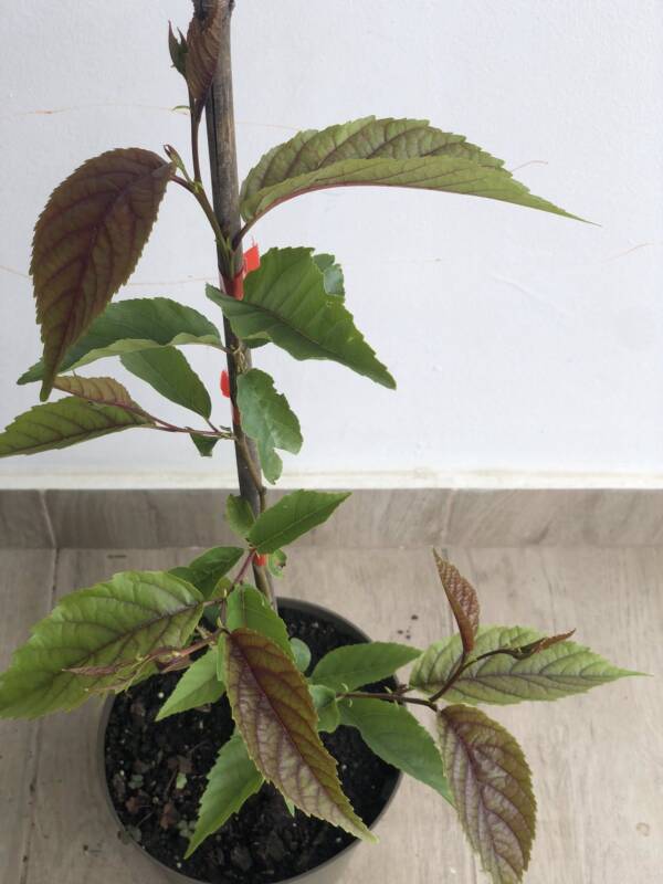 Lándzsáslevelű éger – Alnus spaethii - Image 2