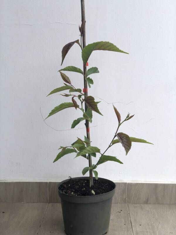 Lándzsáslevelű éger – Alnus spaethii