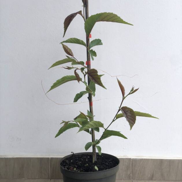 Lándzsáslevelű éger – Alnus spaethii