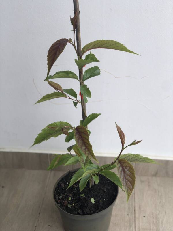 Lándzsáslevelű éger – Alnus spaethii - Image 3