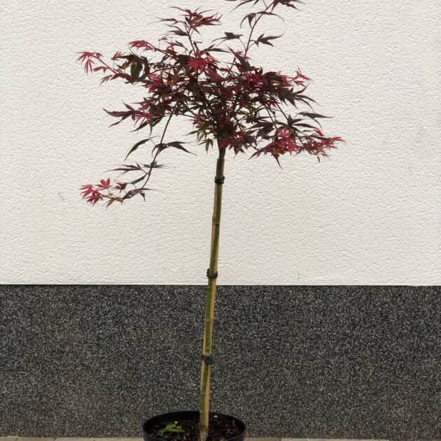 Acer palmatum 'Shaina' (törzses)