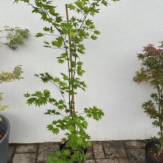 Acer shirasawanum ‘Tenuifolium’