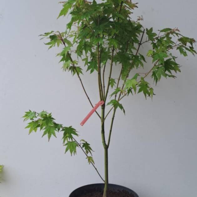 Acer palmatum 'Oranges and Lemons'