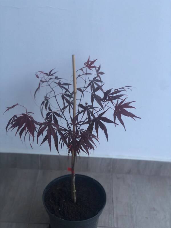 Acer palmatum ‘Greenthumb North-Carolina Red’ - Image 2