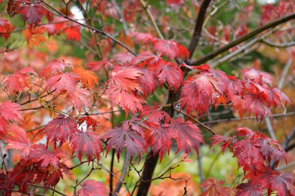 Acer japonicum 'Vitifolium'
