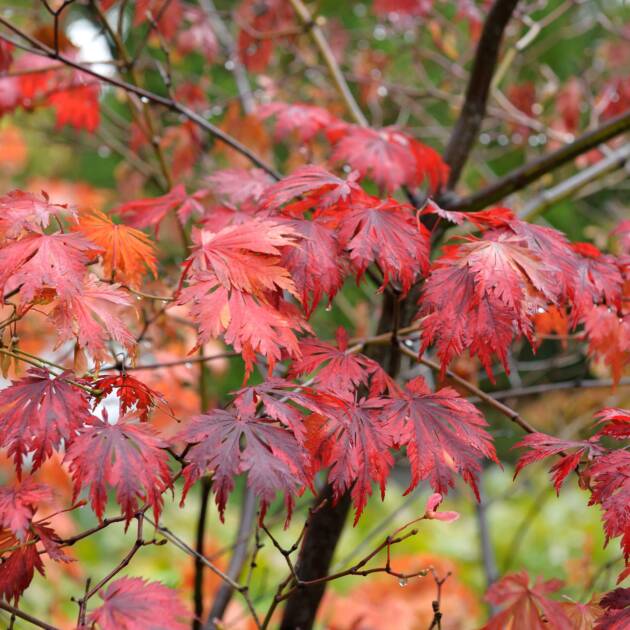 Acer japonicum 'Vitifolium'