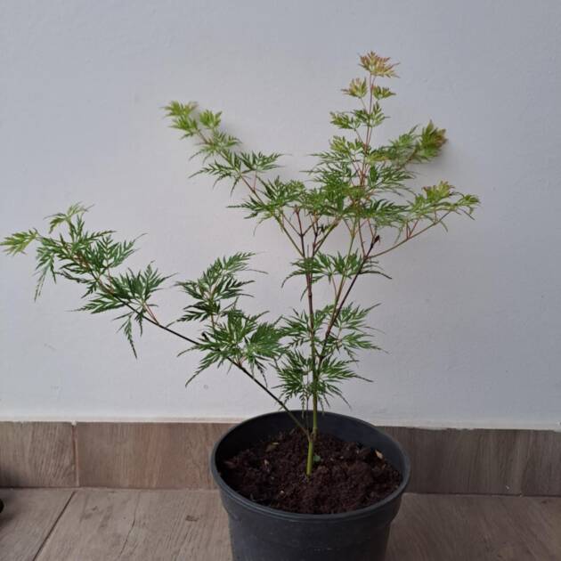 Acer palmatum 'Emerald Lace'