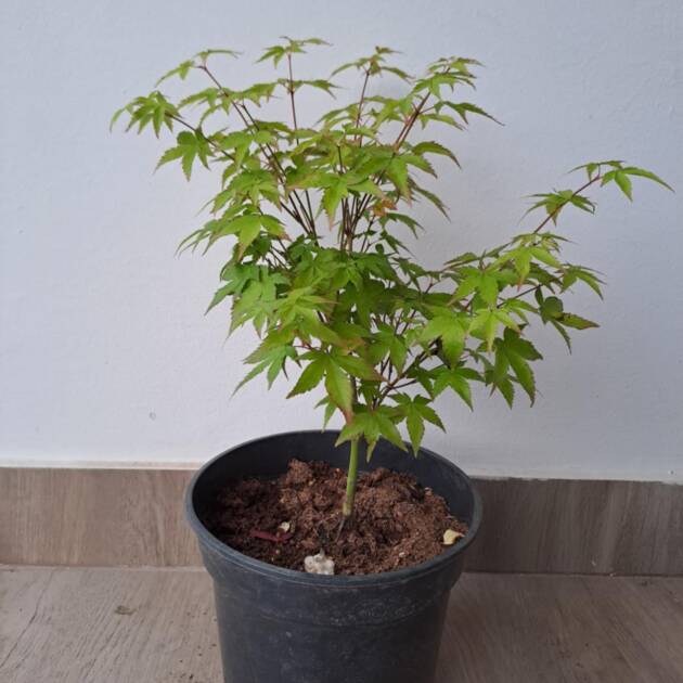 Acer palmatum 'Little Princess'
