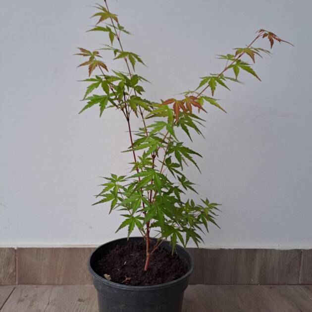 Acer palmatum 'Sango Kaku'