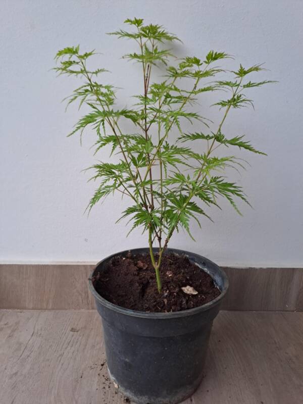 Acer palmatum 'Seiryu'