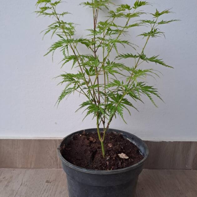 Acer palmatum 'Seiryu'