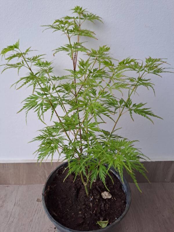 Acer palmatum 'Seiryu' - Image 2