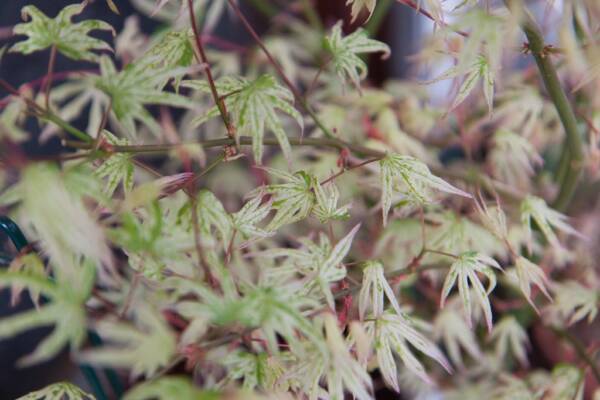 Acer palmatum 'Ukigumo'