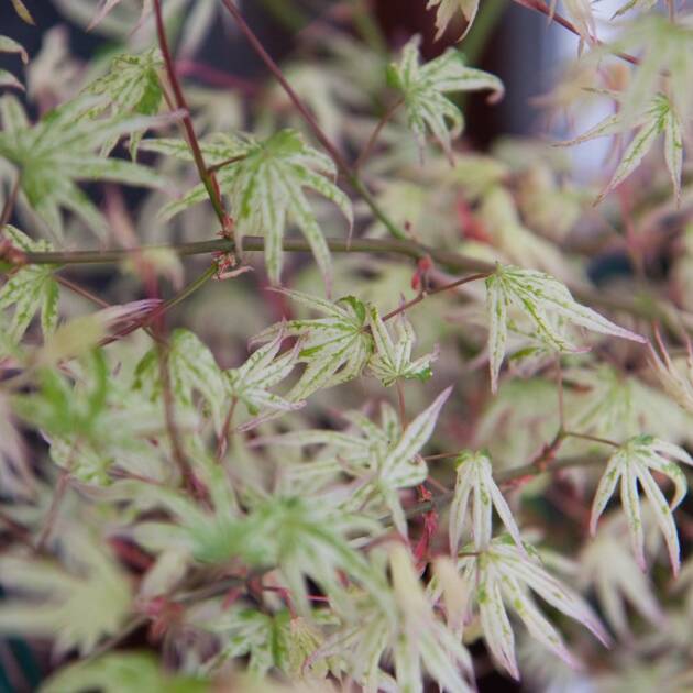 Acer palmatum 'Ukigumo'