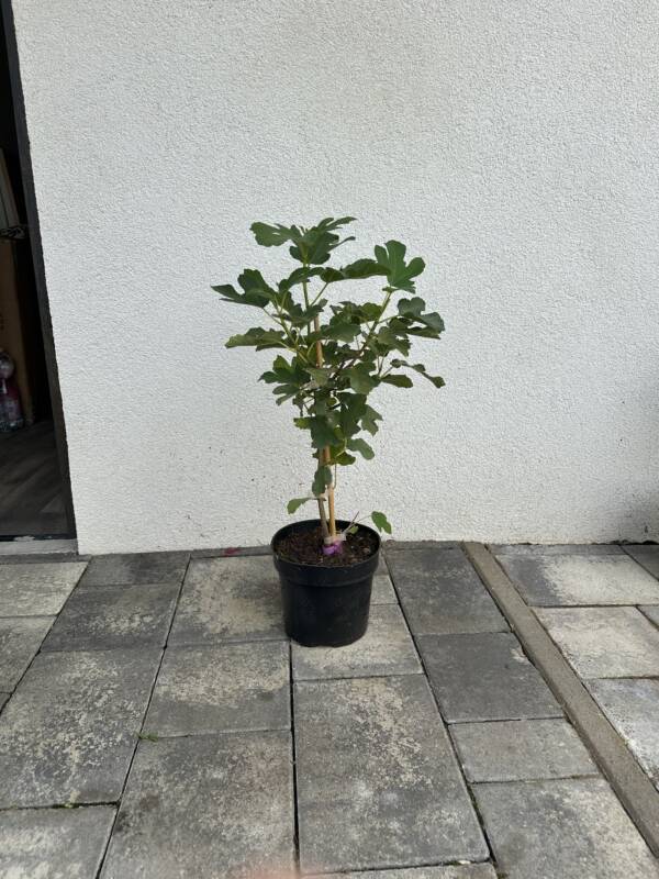 Füge - Ficus carica