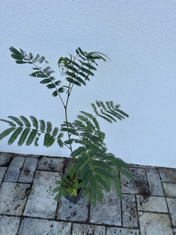 Selyemakác - Albizia Julibrissin - Image 4