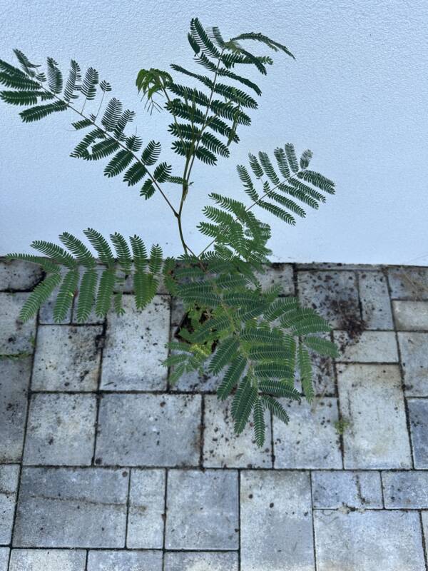 Selyemakác - Albizia Julibrissin - Image 5