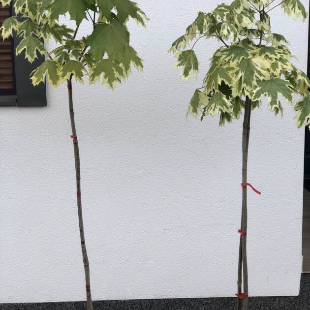 Tarka levelű juhar - Acer platanoides ‘Drummondii’