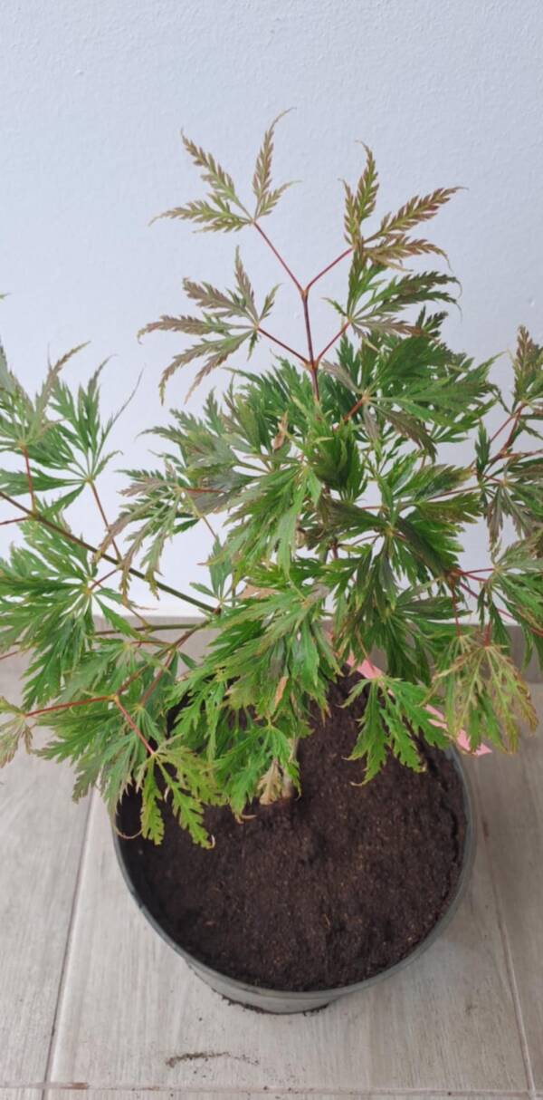 Acer palmatum ‘Birthday Wishes’ - Image 2