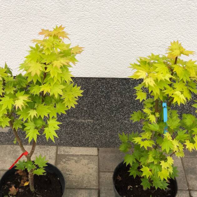 Acer shirasawanum 'Jordan'