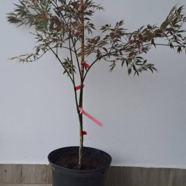 Acer palmatum 'Marielle'