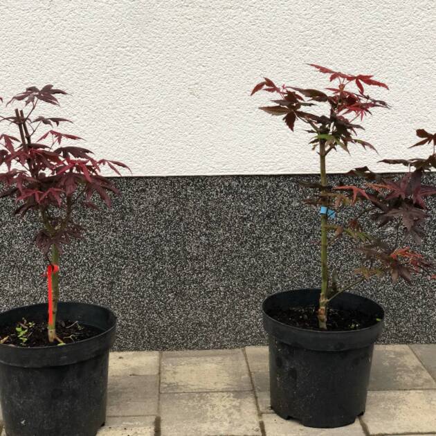 Acer palmatum 'Starfish'