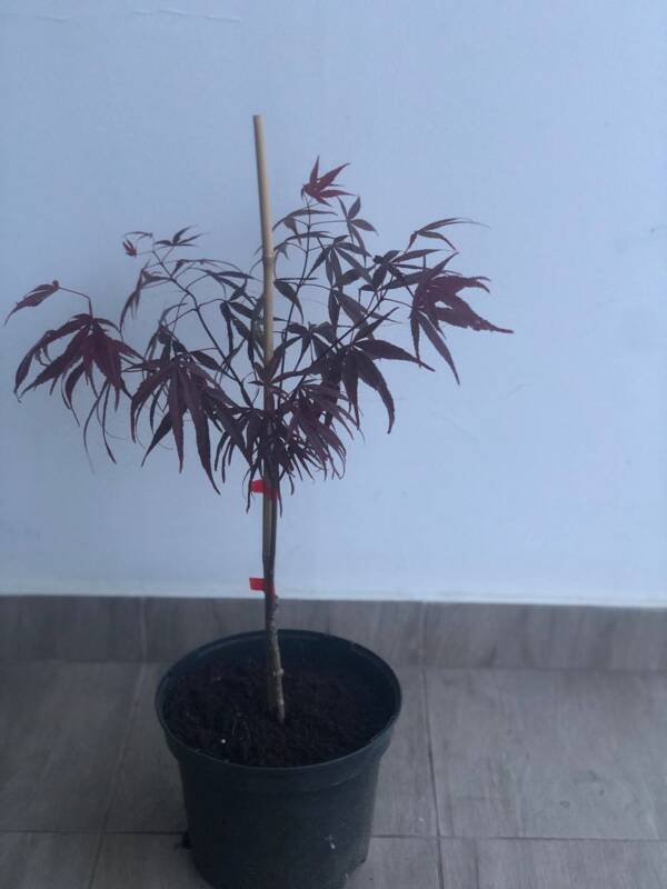 Acer palmatum ‘Greenthumb North-Carolina Red’