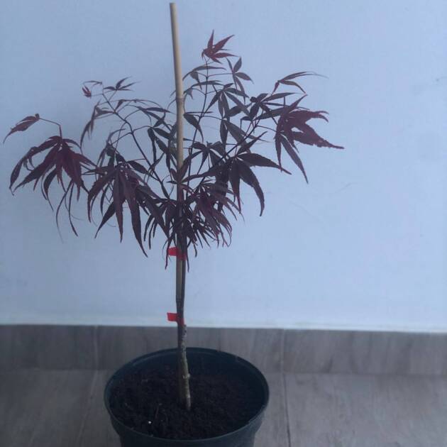 Acer palmatum ‘Greenthumb North-Carolina Red’