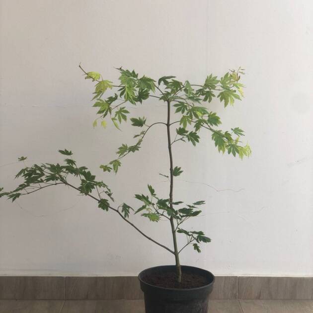 Acer shirasawanum ‘Tenuifolium’