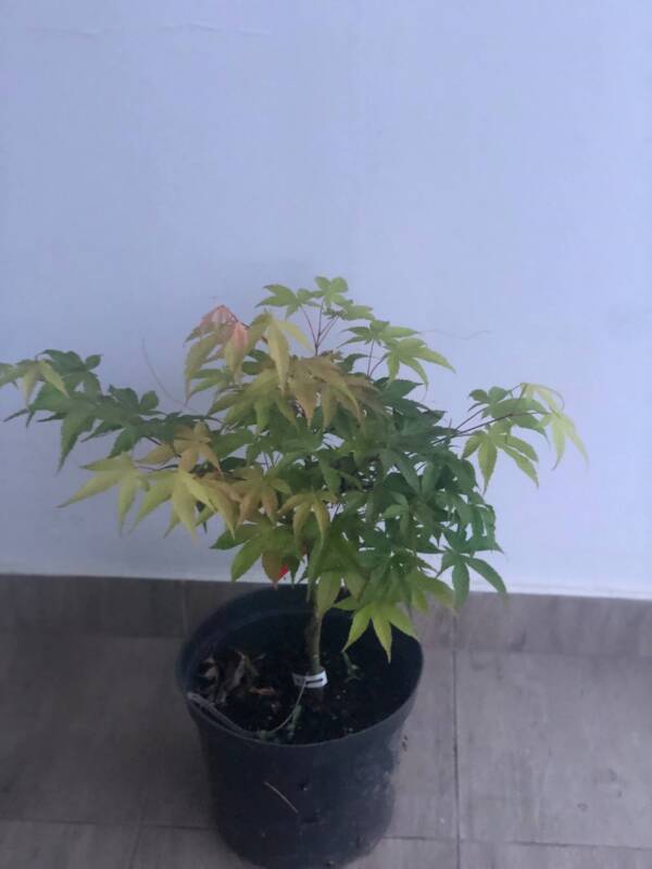 Acer palmatum 'Bonnie Bergman' - Image 2
