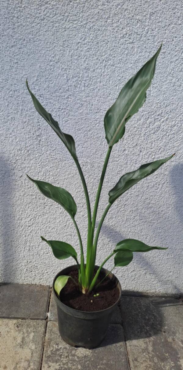 Pompás papagájvirág - Strelitzia reginae
