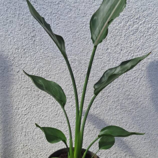 Pompás papagájvirág - Strelitzia reginae