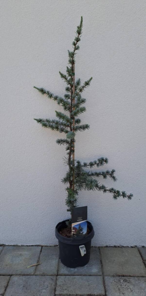 Kék libanoni cédrus- Cedrus libani 'glauca'