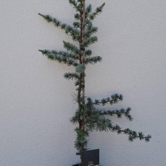 Kék libanoni cédrus- Cedrus libani 'glauca'