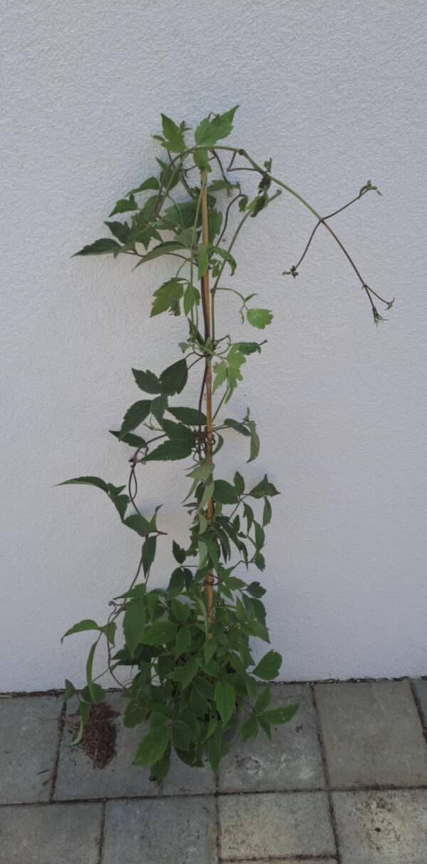 Clematis montana 'Rubens' - Image 2