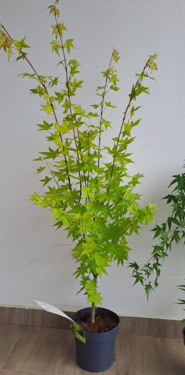 Acer palmatum 'Summer Gold'
