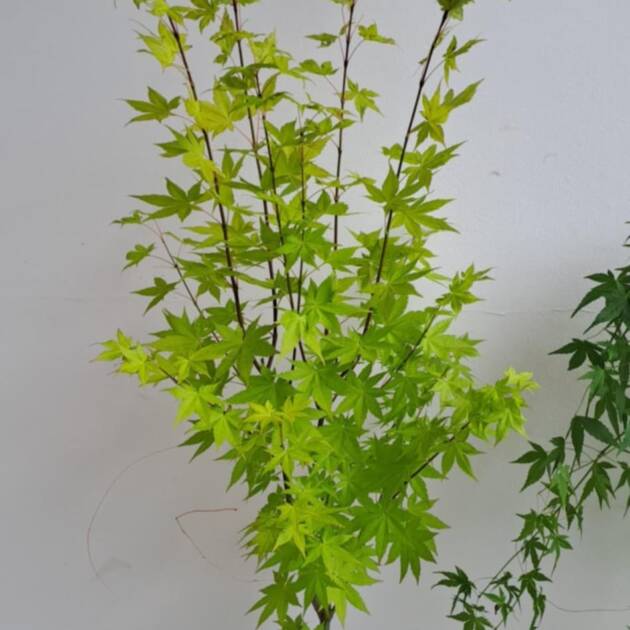 Acer palmatum 'Summer Gold'
