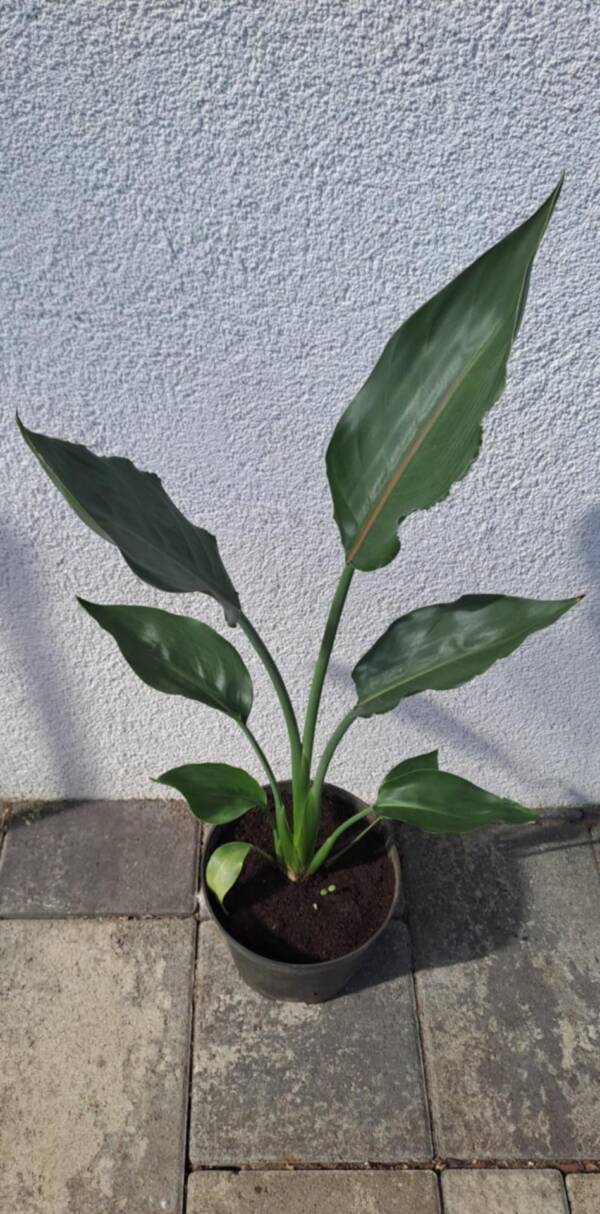 Pompás papagájvirág - Strelitzia reginae - Image 3