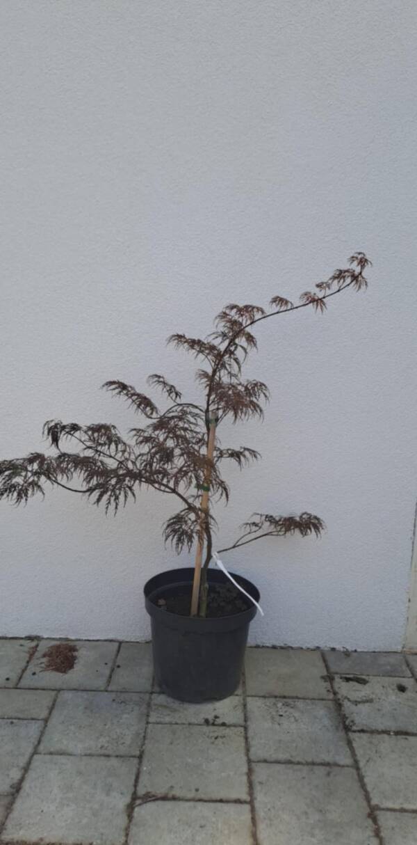 Acer palmatum 'Barrie Bergman' - Image 3