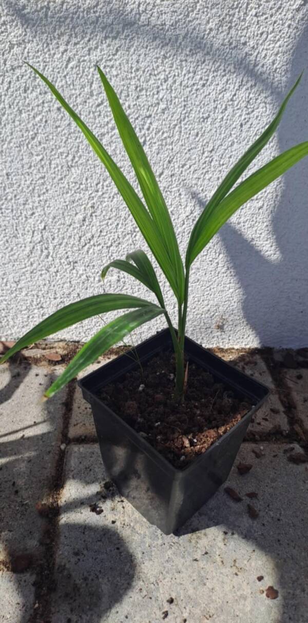 Ravenea rivularis